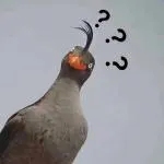疑問(wèn)